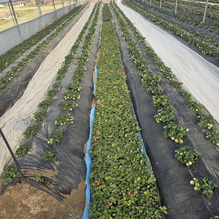 Разсад целогодишни ягоди