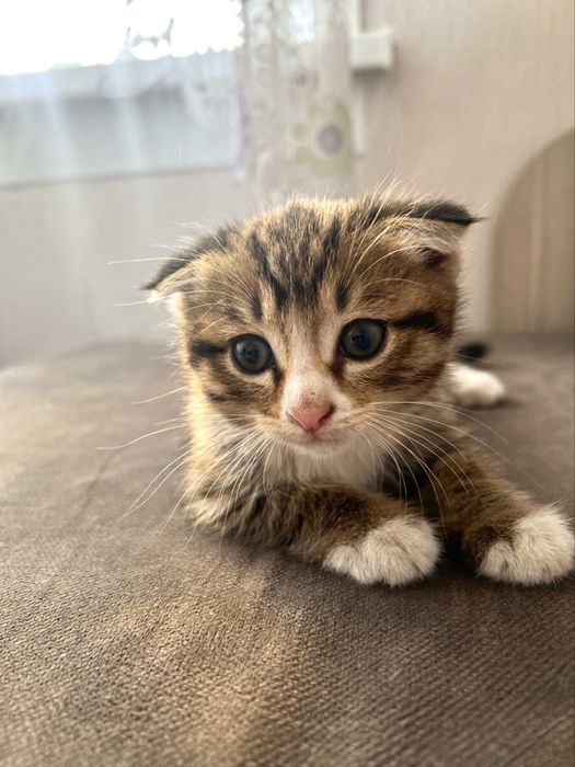 Отдадим котят в добрые руки