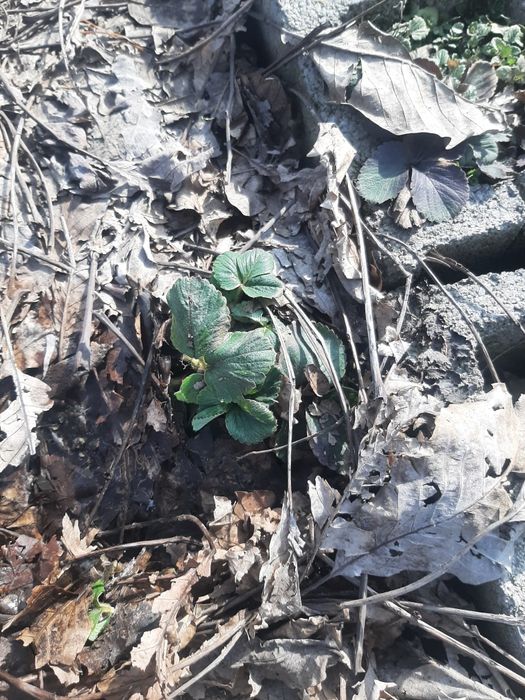 Смородина куст продам