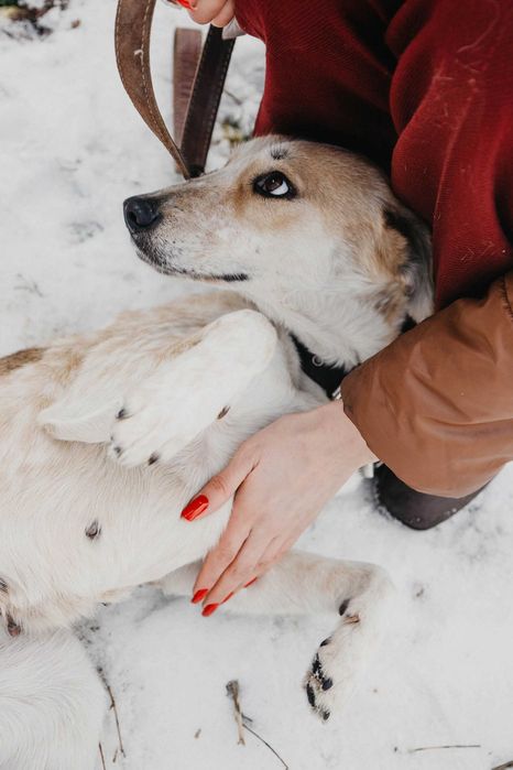 Белоснежка ищет дом