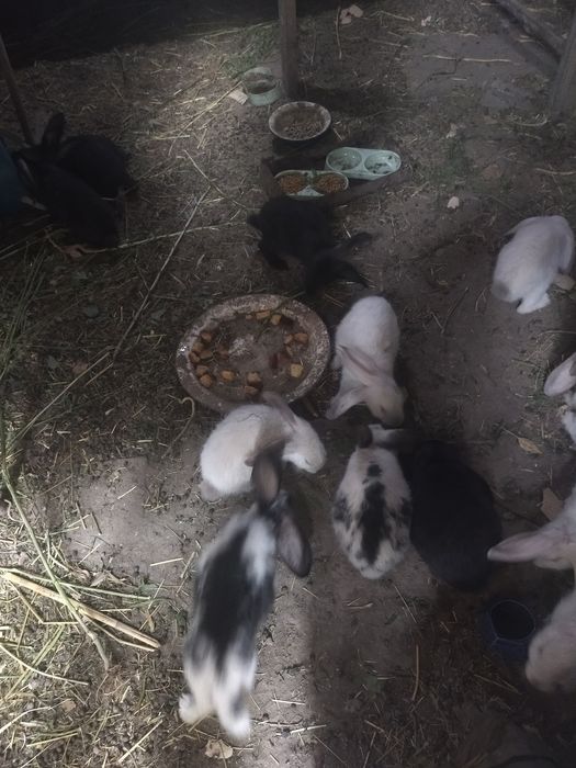 Крольчата фландер