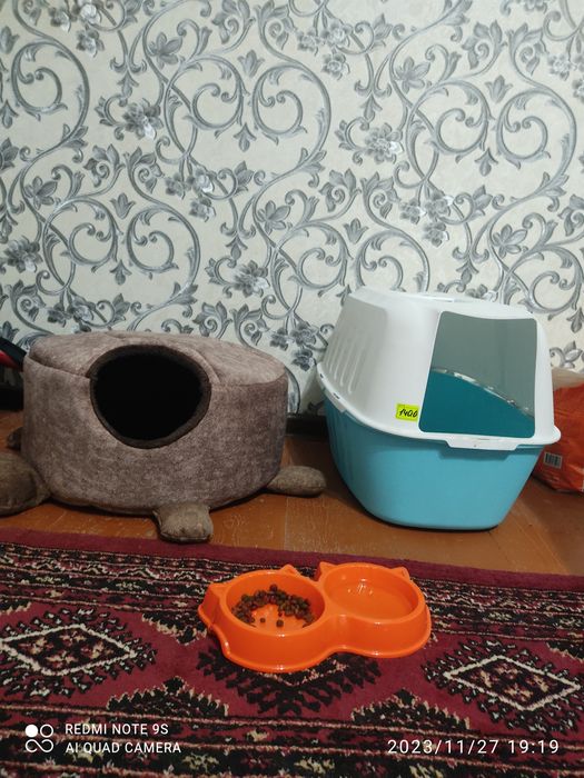 Britanski fold 1yosh uylari tualeti bn 999000 Ming