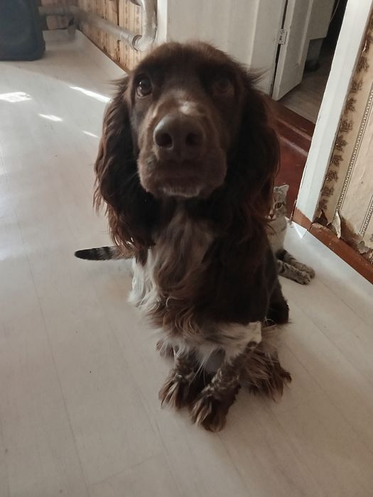 Ищем невесту для красавца рабочего спаниеля.