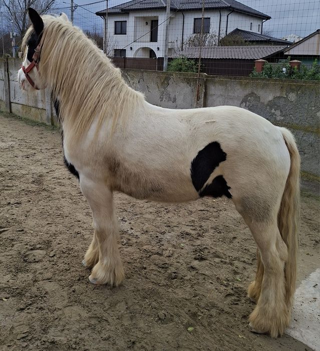 Vand Gypsy Vanner