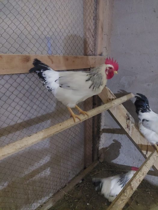 цыплята Адлер 10 дней