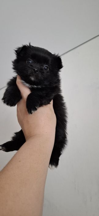 Шпице йорики ласковые щенки