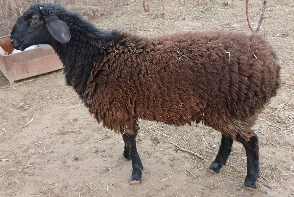 Ұрықтық қошқар сатылады