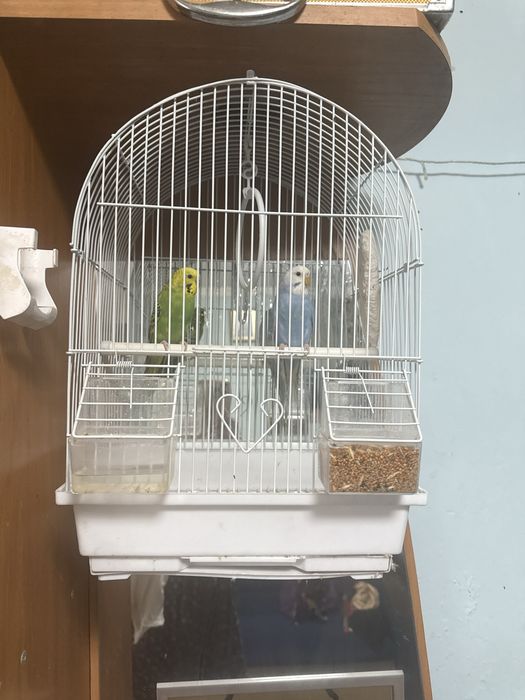 Продам попугаев пару с клеткой