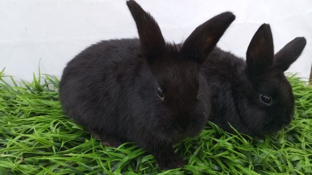 Quyon bolari sotiladi.