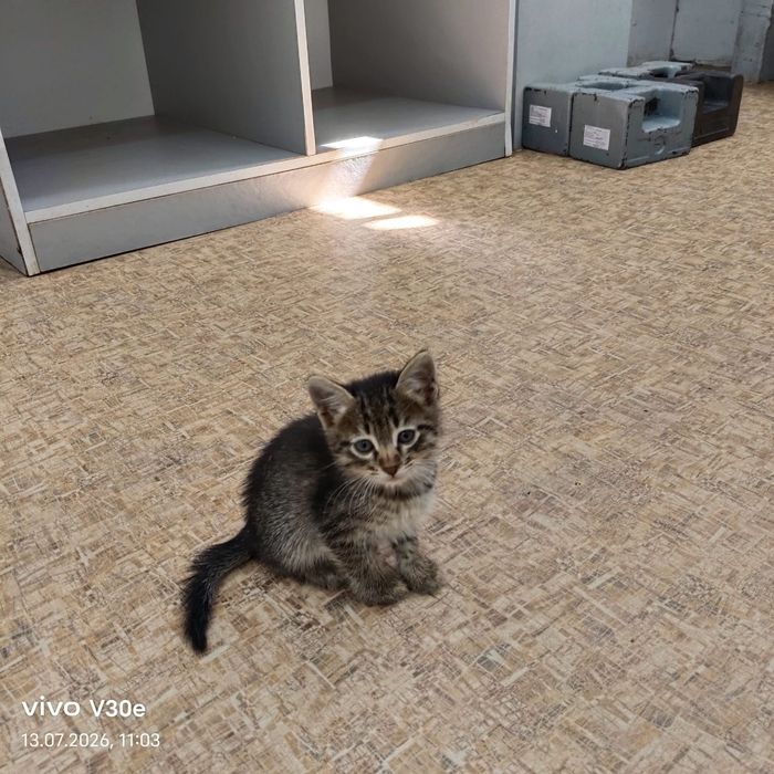 Отдам Котят добрые руки