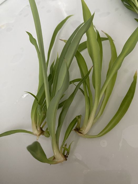 Хлорофитум 500 тг