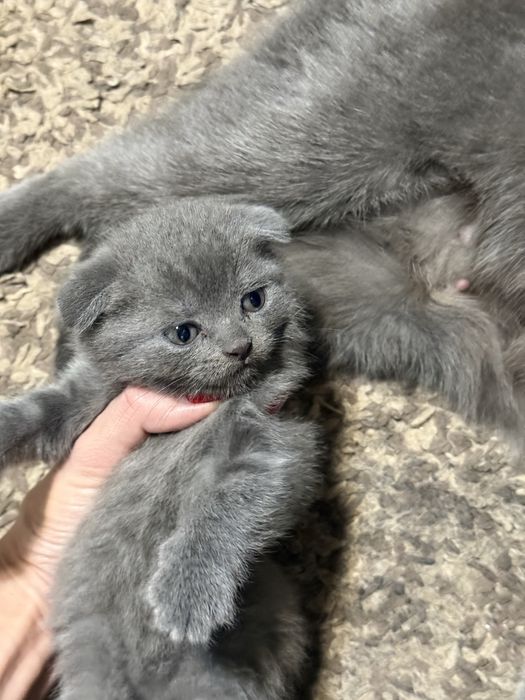 Вислоухий котёнок девочка