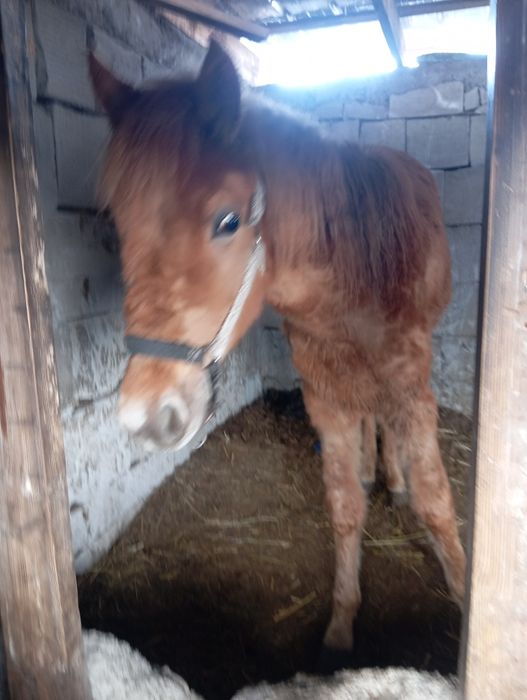 Продам жеребёнка