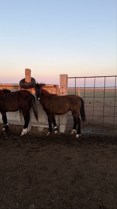 Тайлар сатылады 5 бас