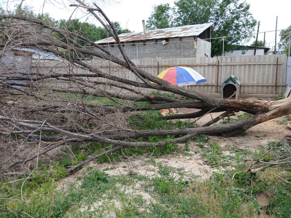 Карагаш отын кімге керек
