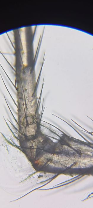 микроскоп СССР ( советский )