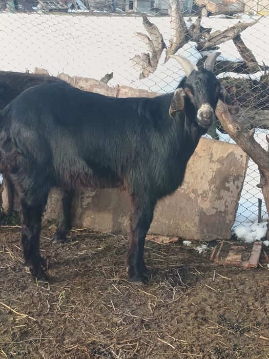 Vând țap anglonubian vârstă 1 an