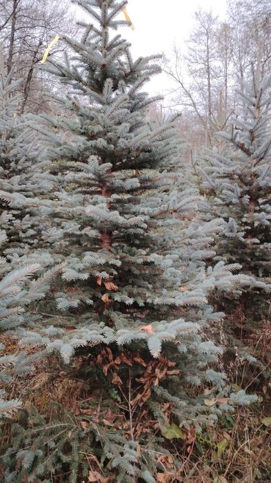 !!Oferta speciala!! Brazi naturali in București. Livrare inclusă!