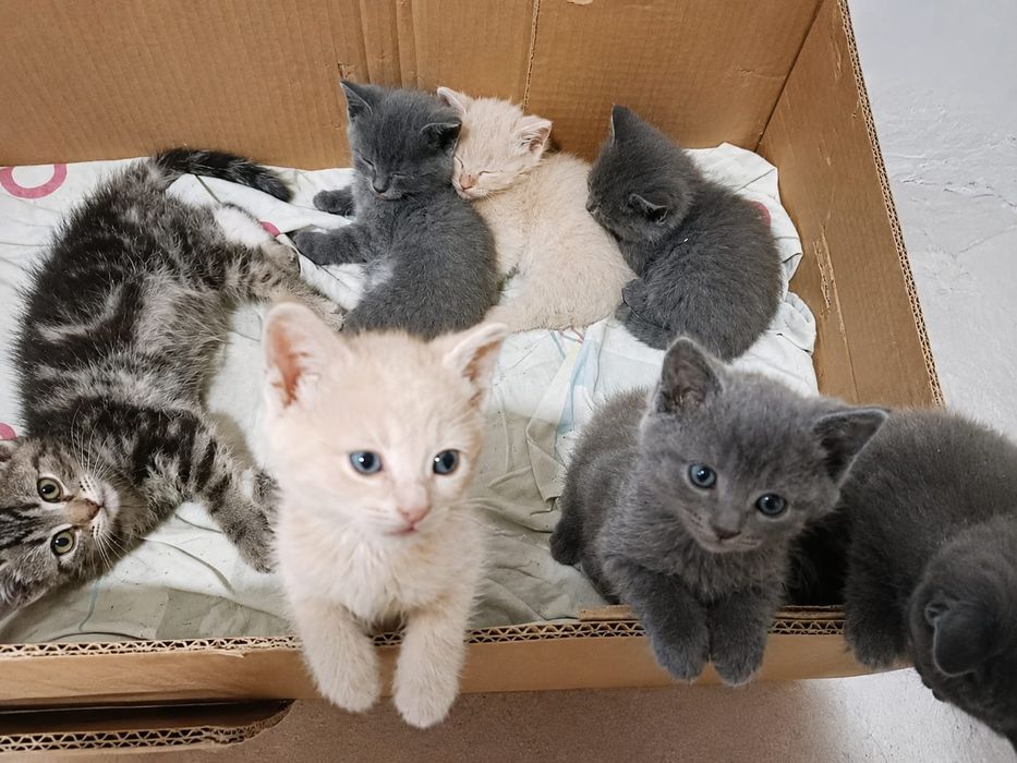 Отдам котят бесплатно