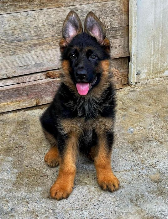 Елитни Родословни Немски Овчарки