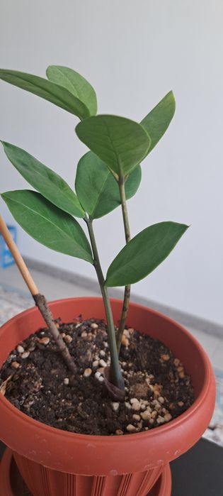Продается долларовое дерево, замиакулькас