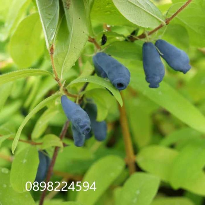 Лоницера Камчатика - Майска Боровинка