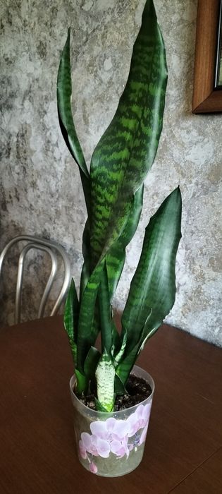 Комнатные цветы .