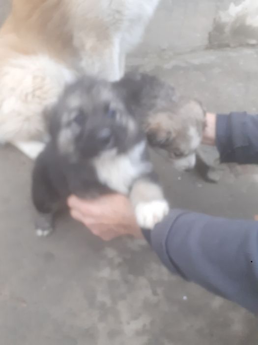 Продам щенки алабая