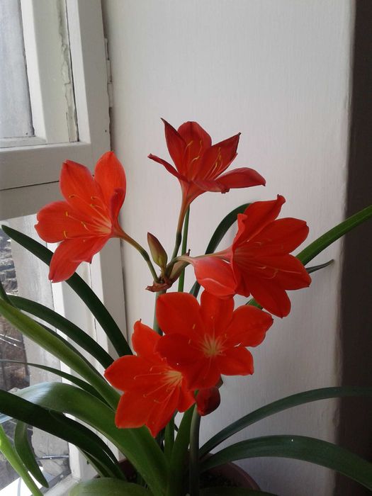 продам комнатные цветы