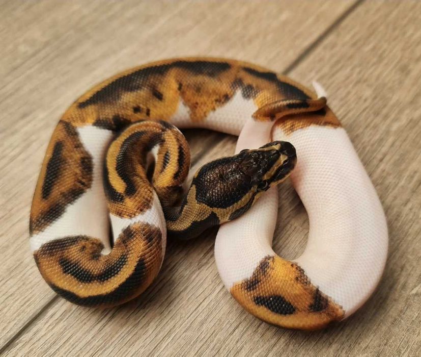 Самка,королевский питон.