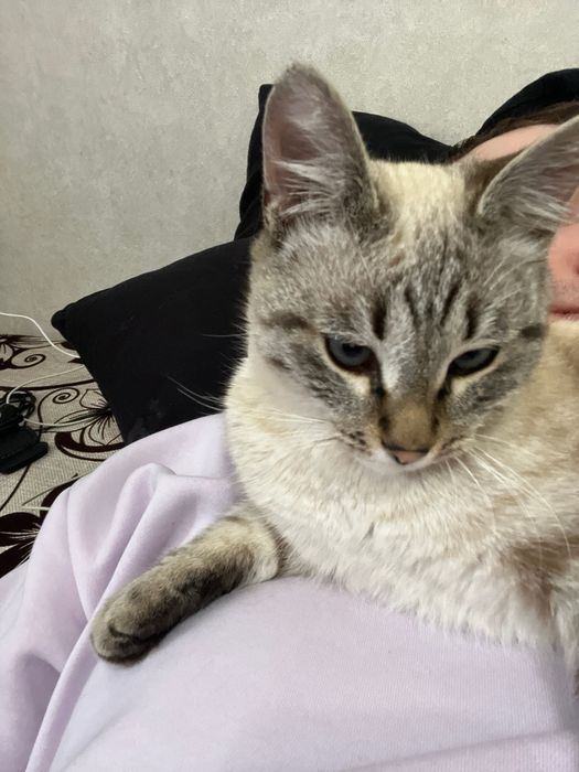 Ласковый кот для любящих хозяев