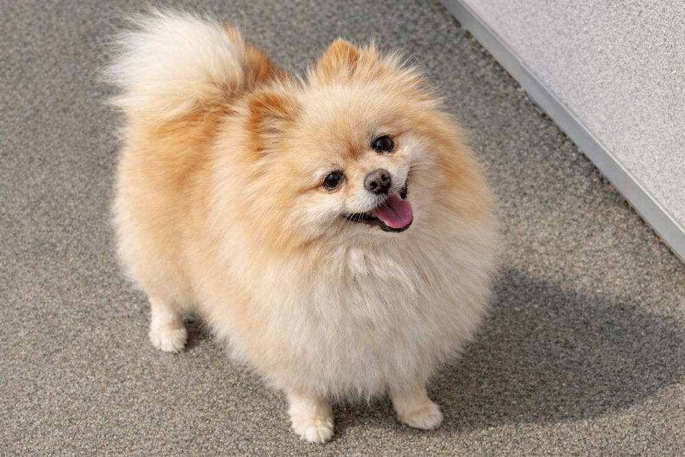 Шпиц девочка ищет семью