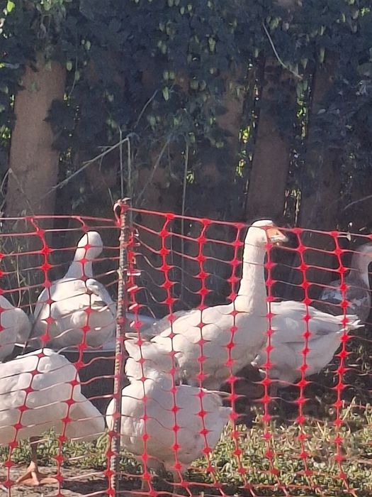 Продам.     гусят