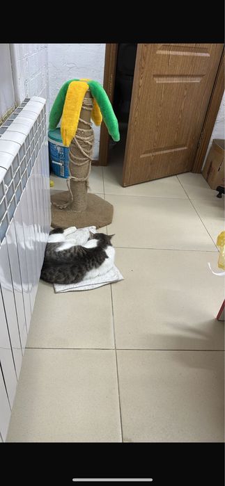 Ищу хозяев для Мурзика, кот, кастрирован!