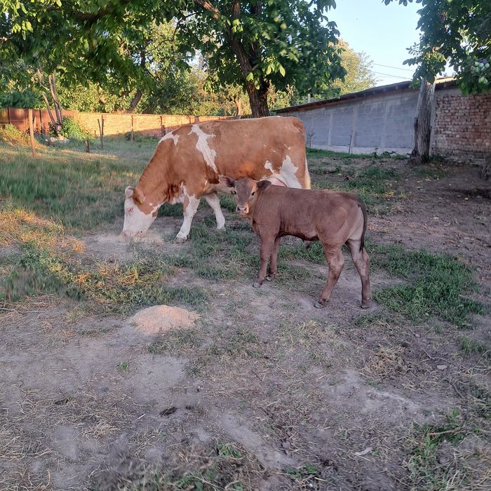 Vind vaca cu vitel