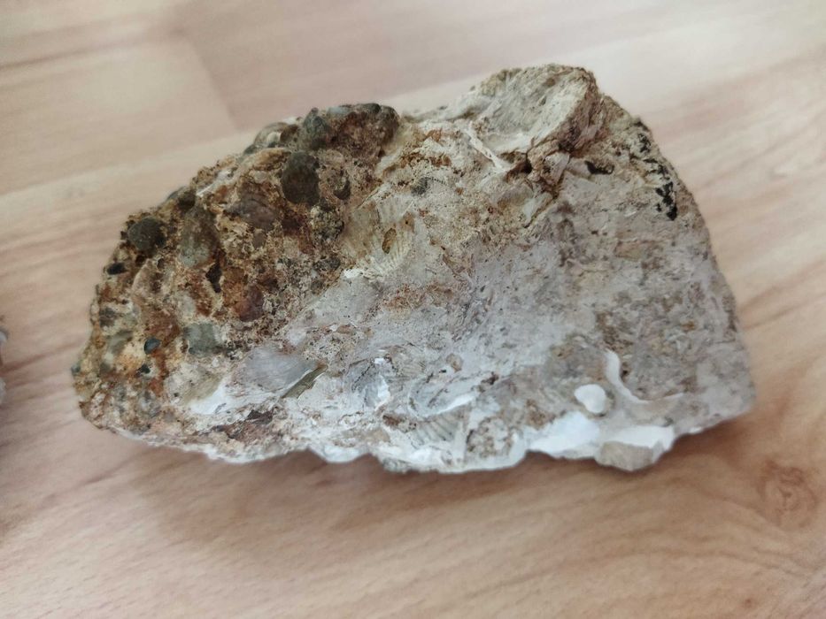 НАЛИЧНИ до края на месеца вкаменени миди 2 броя