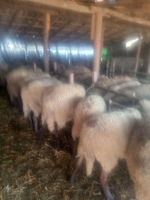 Vând oi carabasa 110 bucăți
