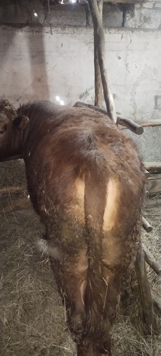 Продам двух быков с откорма