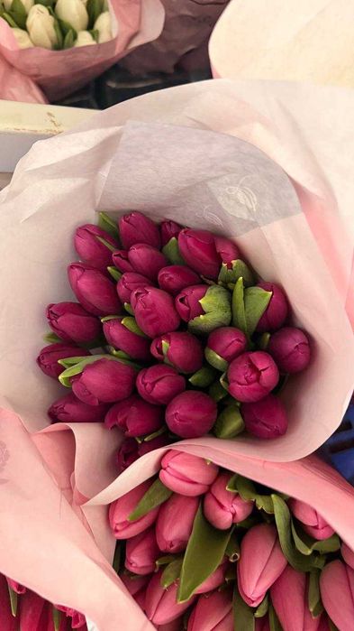 Тюльпаны (Голландская луковица) оптом и в розницу