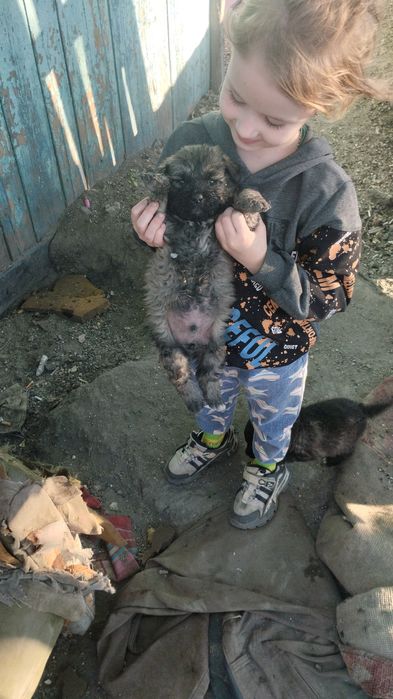 Продаются красивые щенки