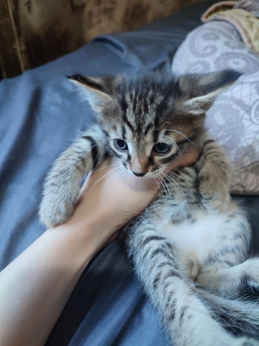 Отдам котят даром в добрые руки