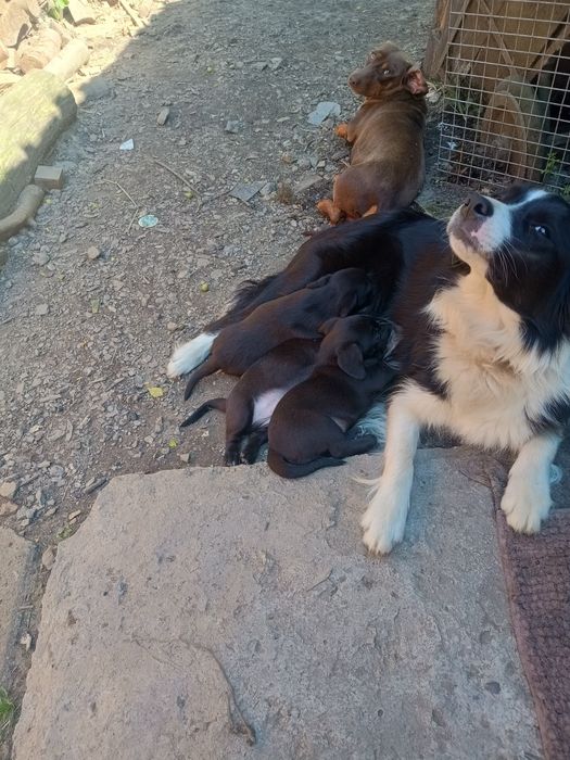 Adopție/donez căței metis