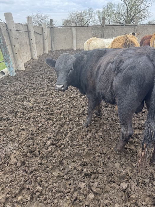 Бука Акбас Ангус