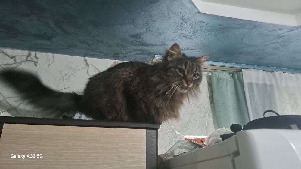Maine Coon  ....