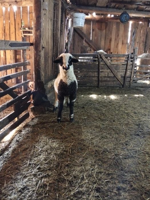 Disponibili 2 berbecuți