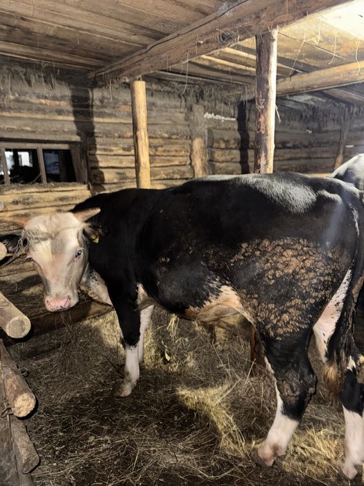 Продам бычков на откорме