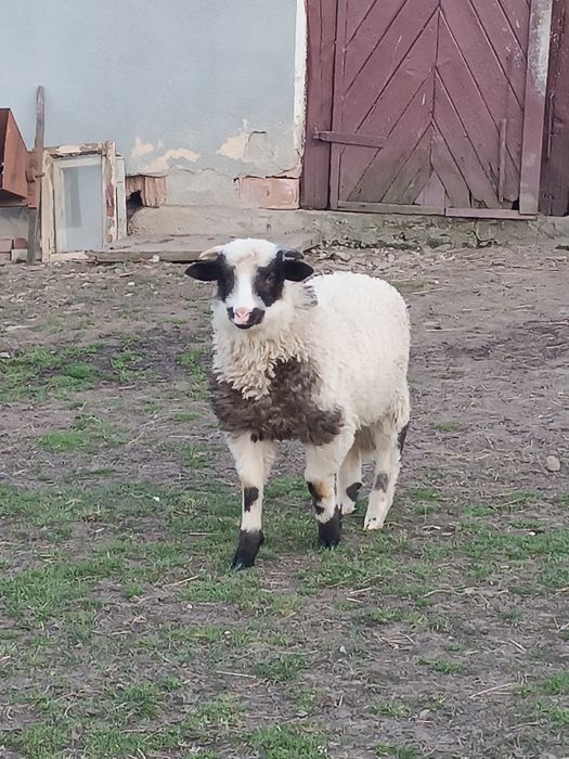 Vând miei de paște