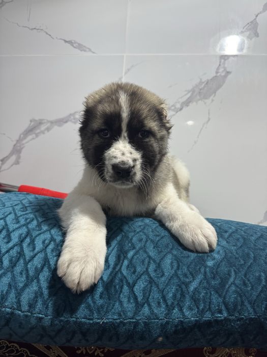 Алабай чистокровный