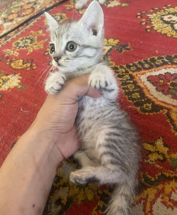 Mushuklar sotiladi