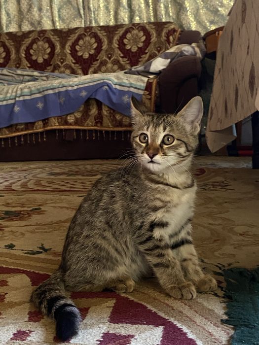 Отдам в хорошие руки